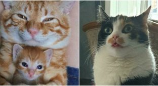 Cats are love: 30 funniest photos with cats (31 photos)