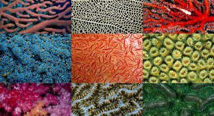 Узоры природы: Кораллы (10 фото)
