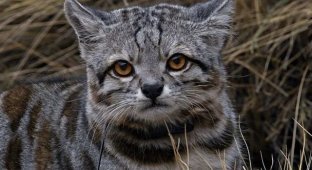 The Andean Cat – One of the Rarest and Most Understudied Predators on Earth (8 photos)