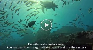 Аквалангисты специально оставили камеру на дне океана, показав красоту подводного мира