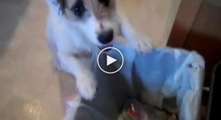 Cute dog lovingly does all the housework