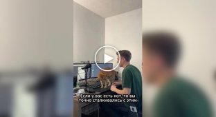 Кошачья лежанка, которая крепится к столу