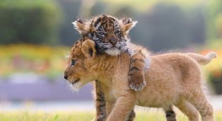 Лучшие друзья — тигренок и львенок из японского сафари-парка (15 фото)
