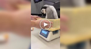 Японский океанариум показал, как взвешивают детеныша королевского пингвина