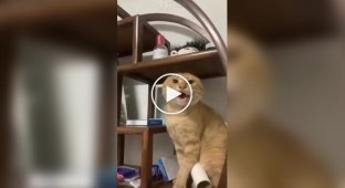 Weird Videos (Short Videos) Issue 31
