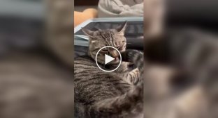 Кіт вступив у сутичку з самим собою