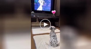 A puppy watches a cartoon about Dalmatians