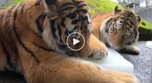 Ice cream for tigers