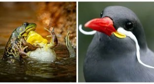 20 Epic Shots That Will Make You Rethink Your Perceptions of Wildlife (21 photos)