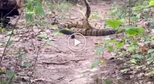 Мужчина заметил странный танец змей в лесу