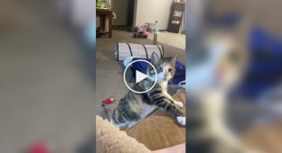 Настойчивая кошка