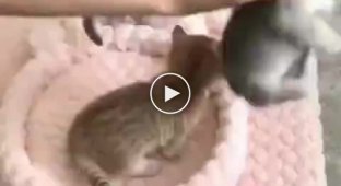 Магия усыпления котят