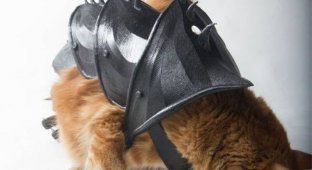 Как сделать своего кота непобедимым (9 фото)