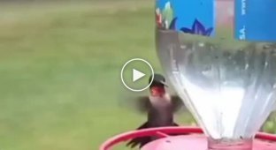 Колибри ловко сбросила осу