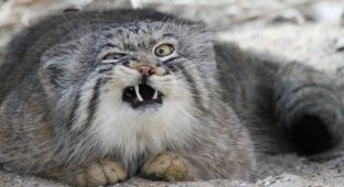 Manul and his heirs (6 photos + 2 videos)