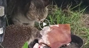 A hearty lunch of a hedgehog and a cat