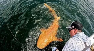 A golden shark was caught in Costa Rica (4 photos)