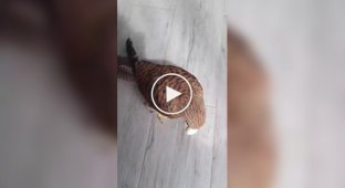 Сокіл виріс у квартирі і став нагадувати кота