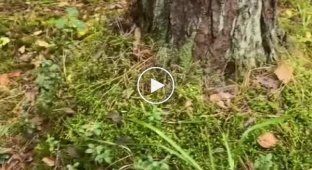 A mushroom picker found mushrooms reserved by someone in the forest