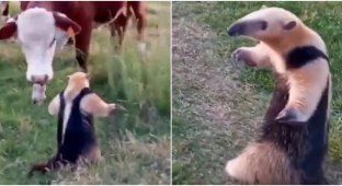 The anteater took an unusual pose to scare the cow (3 photos + 1 video)