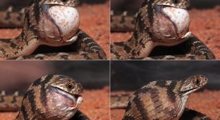 Egg snake: for the sake of food, it extremely stretches its throat and has grown “teeth” on its spine (8 photos)