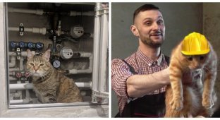 Repair cats (25 photos)
