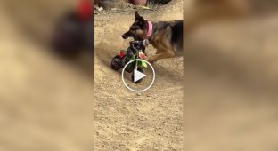 Коварный план провалился: Нападение «гигантской» овчарки на мотоциклиста