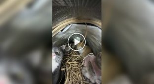 Мини-теплицы для уличных кошек