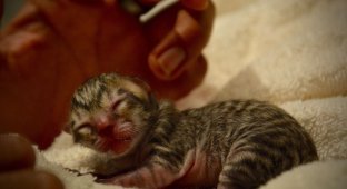 Tiny kitten found on the street is not what he seemed (10 photos)