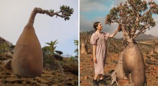 A selection of the most unusual tree species in the world (13 photos)