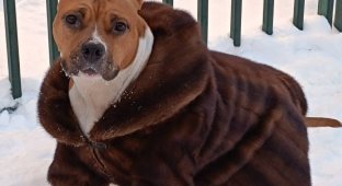 The dog now has his own mink coat (4 photos)