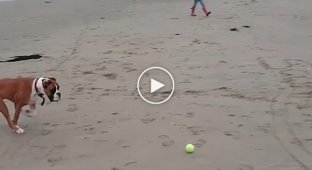 When laziness takes you by surprise. Just look at this dog and his attempt to catch the ball.
