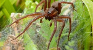 A population of giant spiders was saved from extinction in the UK (5 photos)