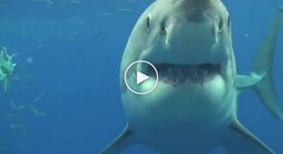 Удивительное видео с белой акулой