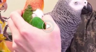 Жако - самые умные попугаи в мире