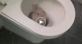 Кролики в дії: смішні та милі моменти