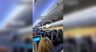 Cat owners provide their pets with separate seats on plane