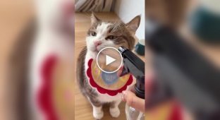 Кошка полюбила пульверизатор