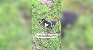 Как белки переносят своих детенышей