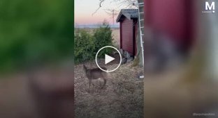 В Швеции домашняя кошка прогнала оленя из сада