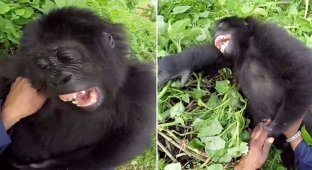 Уникальные кадры: горилла смеется совсем как человек! (5 фото + 1 видео)