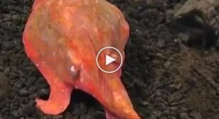 Рыба с лапами для ходьбы