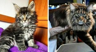 Самый длинный кот в мире попал в Книгу рекордов Гиннесса и стал звездой в Сети (22 фото + 1 видео)