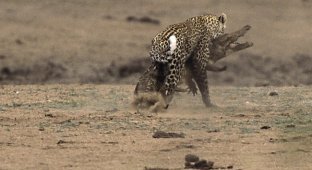 Леопард vs Крокодил (12 фото)