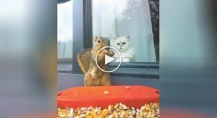 “Someday I’ll catch you”: the squirrel hypnotized the cat