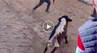 The bull left the thrill-seeker without pants