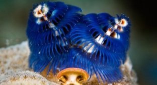 Трубчатый многощетинковый морской червь или червь 'новогодняя елка' (14 фото)