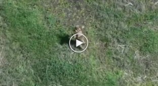 Одноногий оккупант скачет по тропе