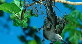 A maniac tree catches birds: why does it do this? (5 photos)