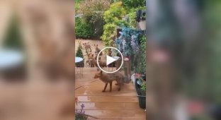 Woman has been feeding foxes in the yard of the house for many years